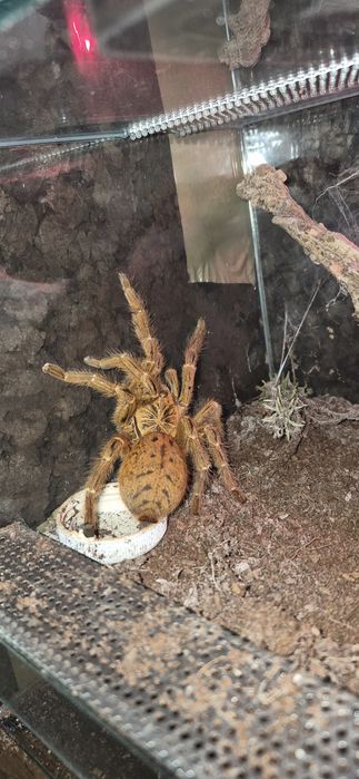 Pterinochilus Murinus Usambara samica 6,5 dc