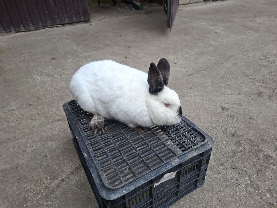 Króliki samce i samice