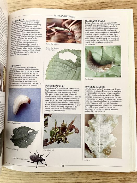 THE COMPLETE BOOK OF BONSAI