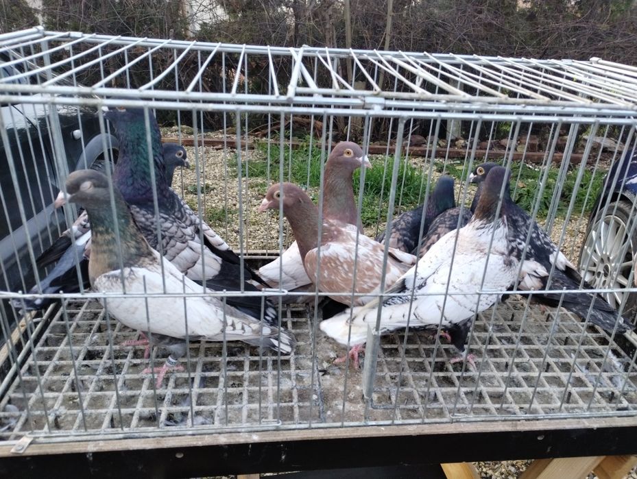 Sprzedam gołębie frill