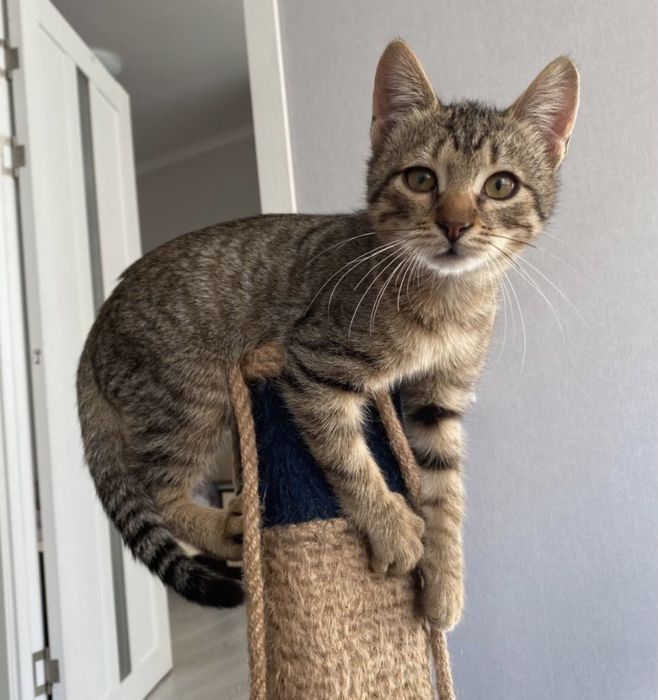 Гарне котенятко котик шукає дім!