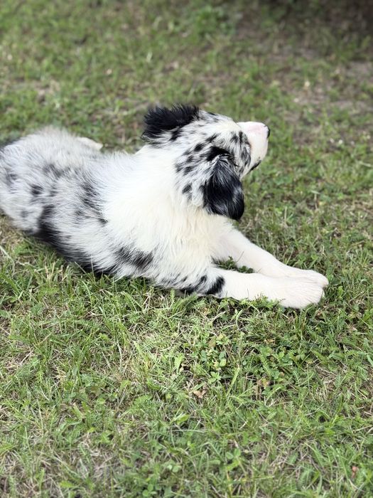 Border Collie Suczka Blue Merle