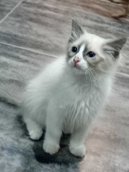 Ragdoll kotka gotowa do zmiany domu