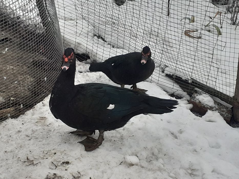 Мускусна качка продам
