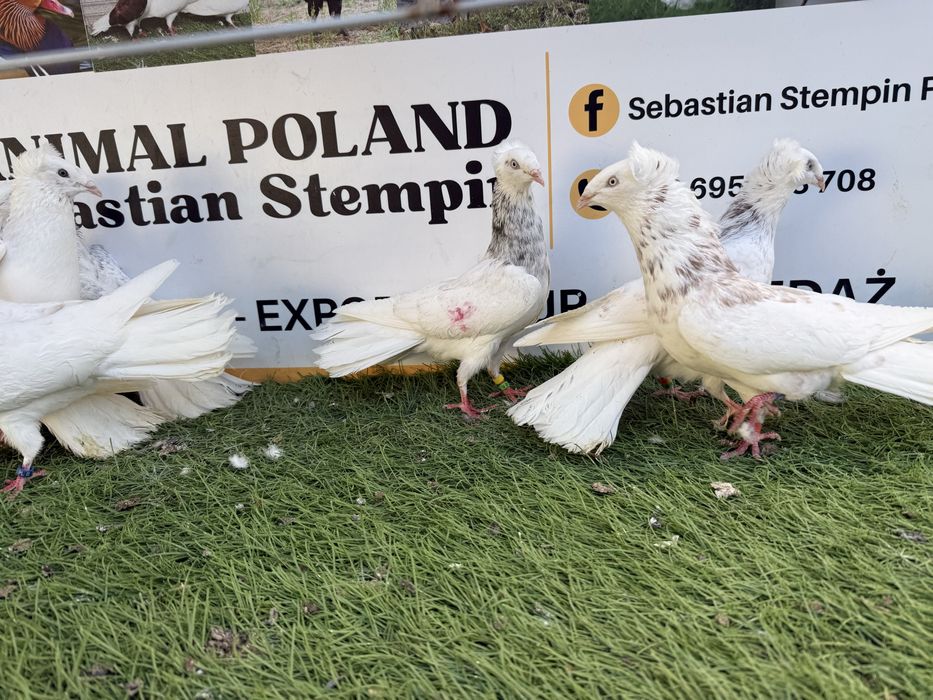Gołębie. Gdańskie. Gdański. Możliwy transport