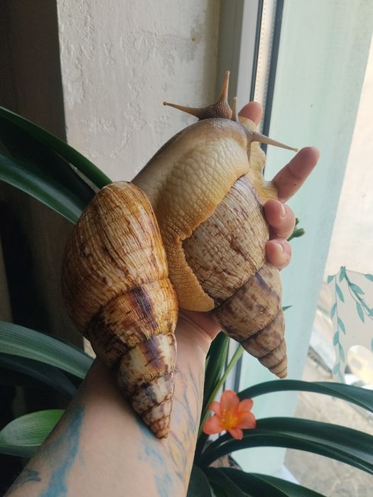 Ахатина ретикулята черноголавая