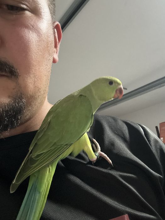 Vendo Ring Neks e loris Domesticados