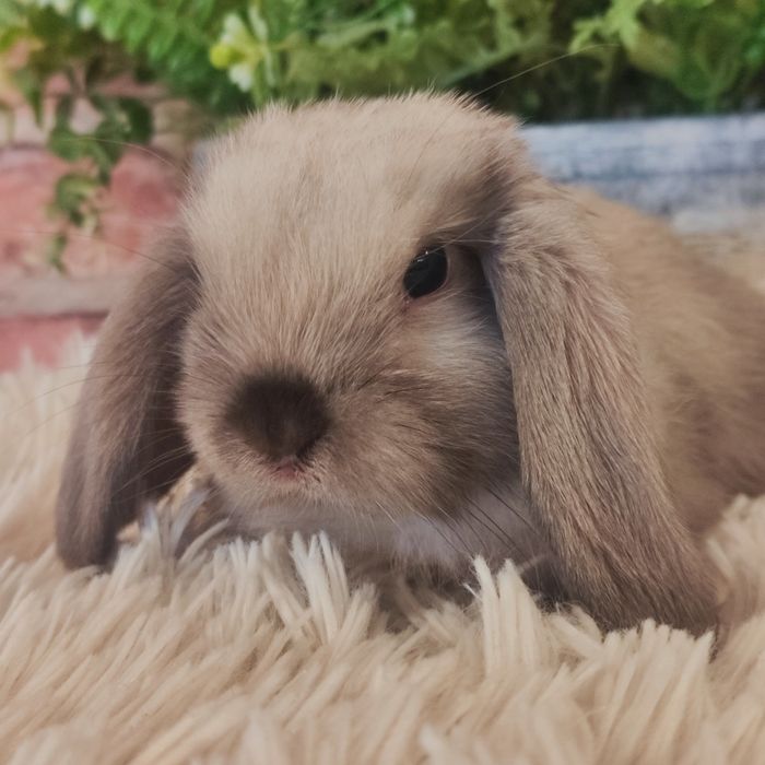 Króliczki mini lop