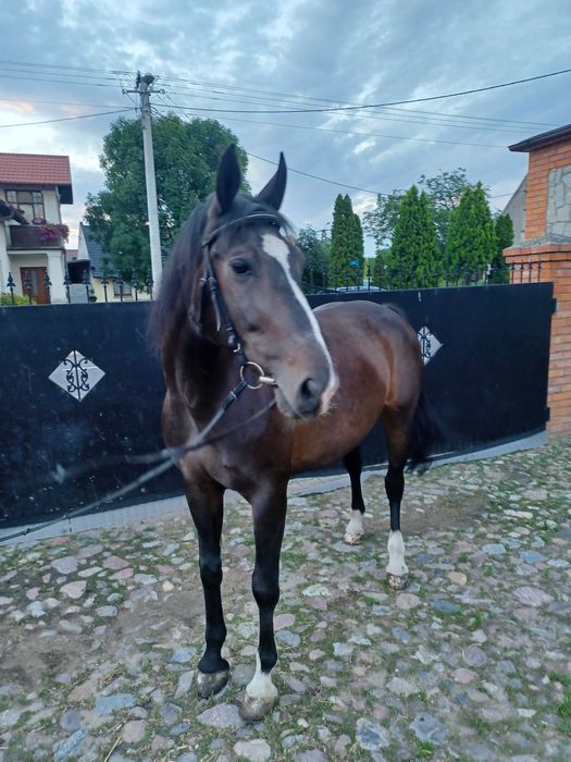 "Sprzedam konia, spokojna klacz (bardzo dobra matka)"