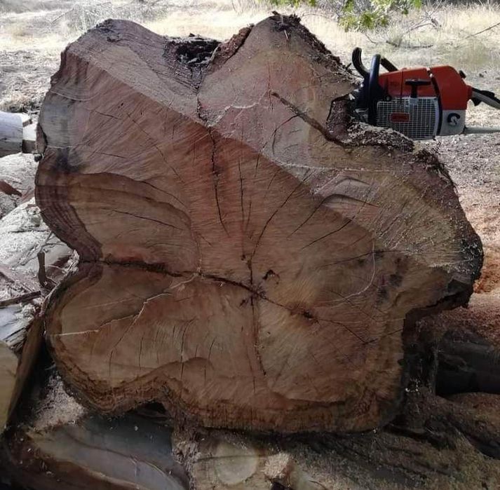 Limpeza Florestal