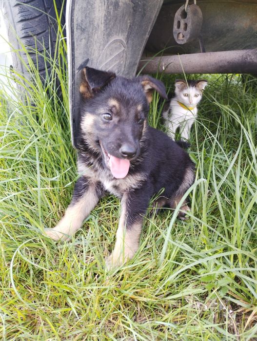 Продам цуценят німецької вівчарки