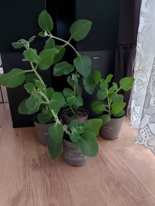 Mięta meksykańska, oregano meksykańskie