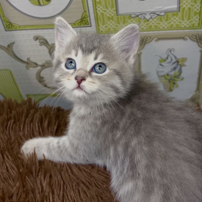 Шотланские детки шиншиллы