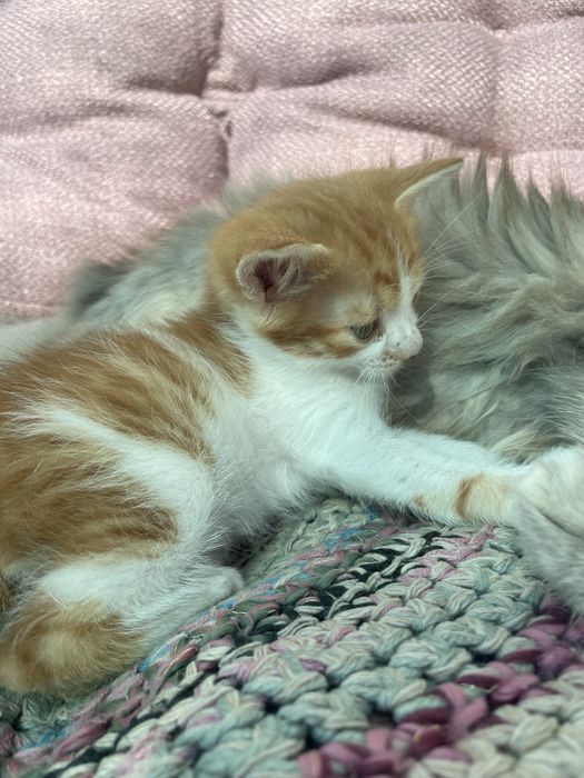 Віддамо кошеня, дівчинка