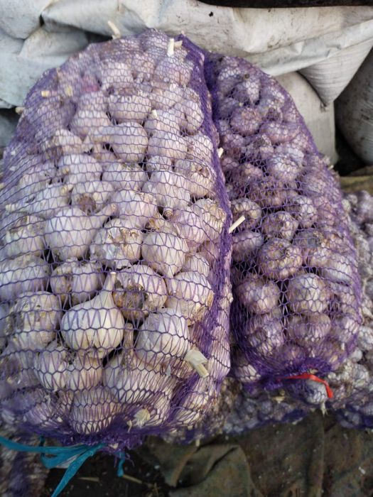 Продам часник, квасолю, картоплю (чеснок, фасоль, Картофель)