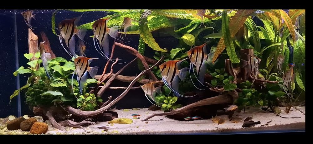 Skalary Manacapuru Redback REZERWACJA