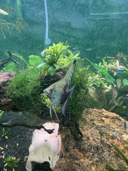 Peixes escalar juvenis