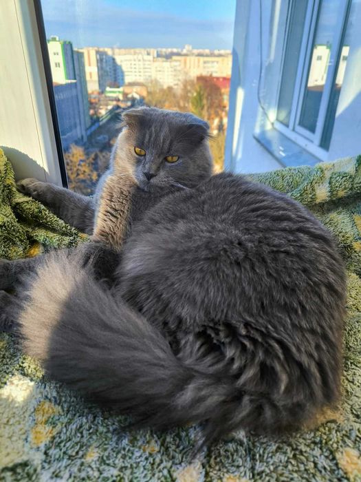 Шукаємо кицю на злучку