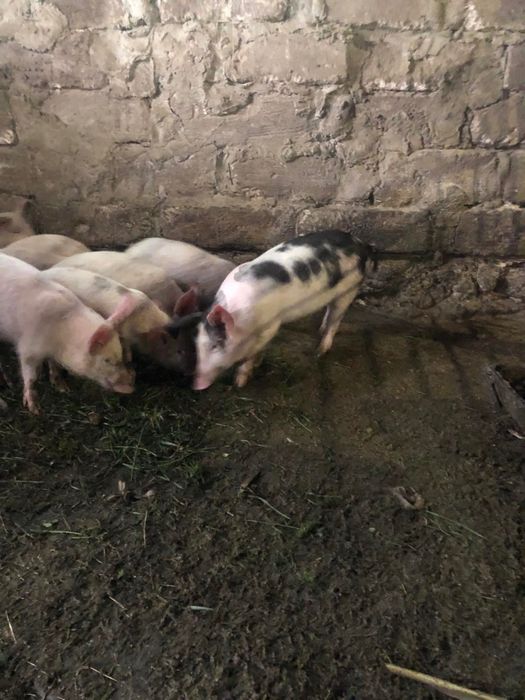 Продам свині(+-18кг)0 (50) 645 89 27