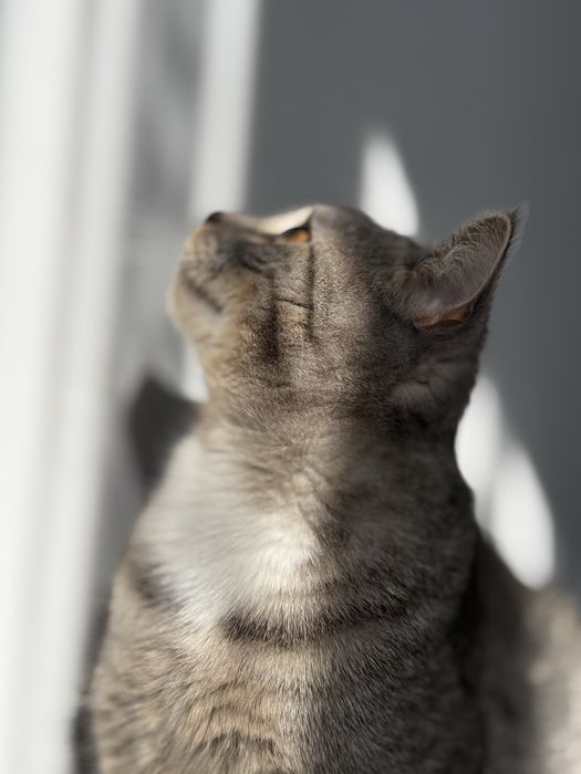 Віддамо кота у добрі руки