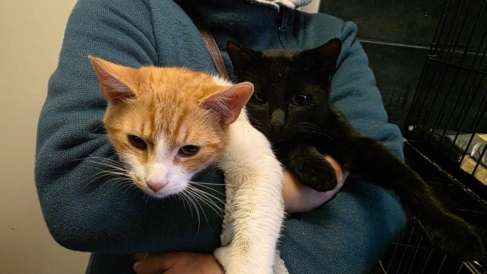 Kocurki proszą o dom