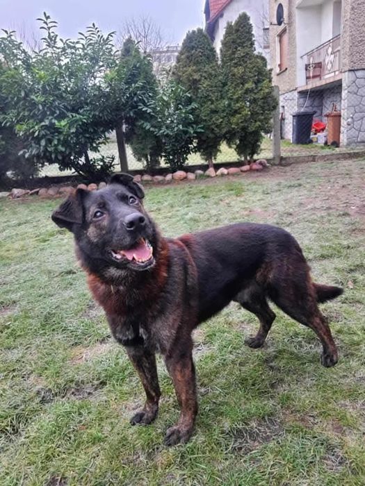 Kochany słodziakAzi szuka domku