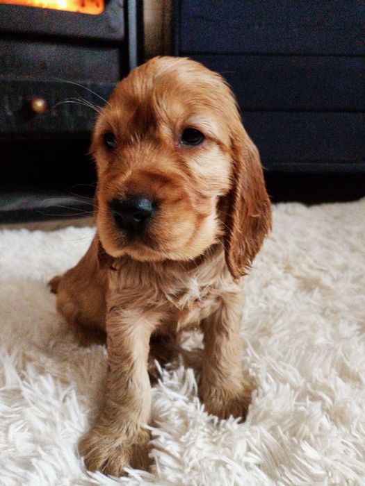 Piękna suczka Cocer spaniel angielski