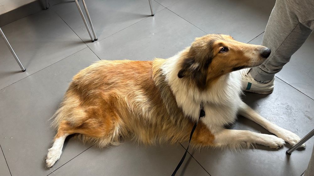 Sunia  po  owczarku szkockim szuka kochającego domu