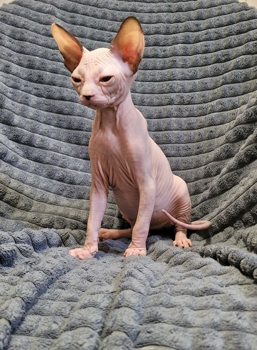 Gatinha sphynx bebé