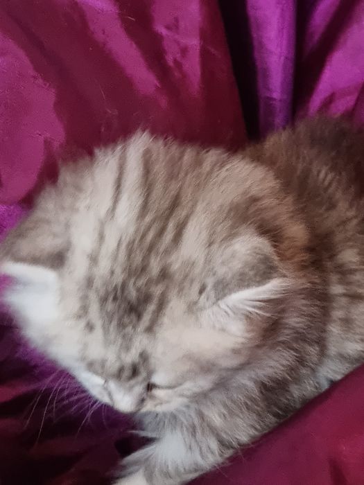 Шотландская Хайленд страйт.