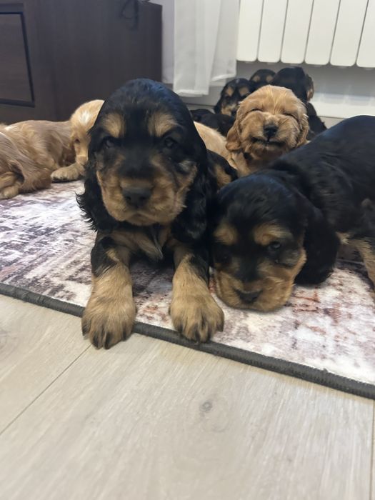 Cocker spaniel angielski szczeniak