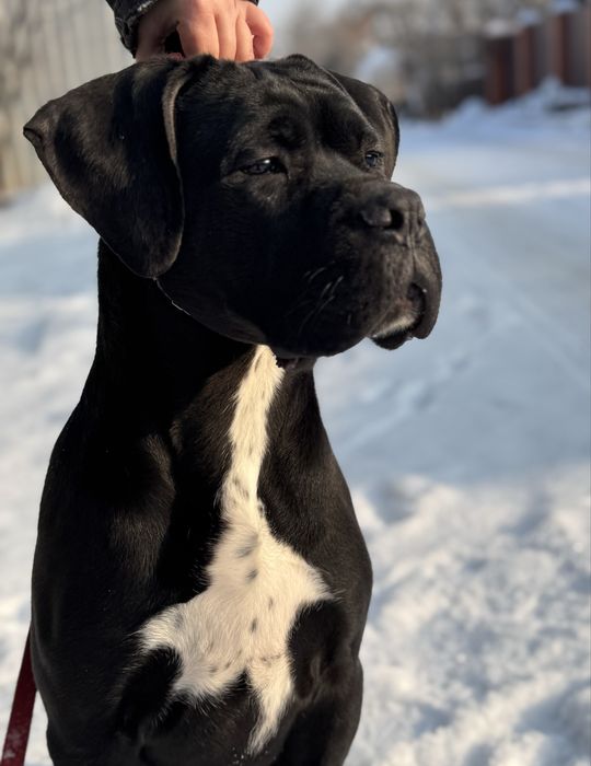 Брутальній хлопчік  Кане Корсо (Cane Corso Italiano)