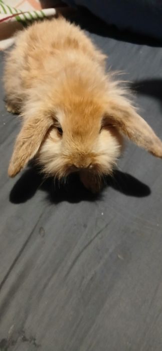 Króliczek mini lop długowłosy