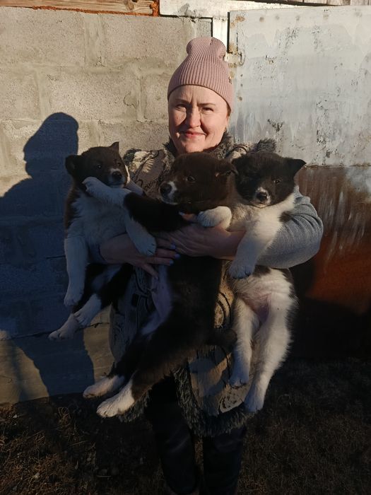 Продам щенків РЕЛ