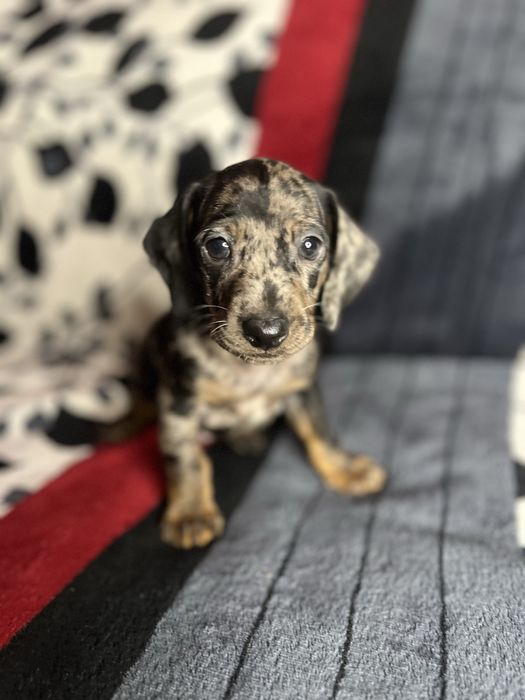 Мармуровий хлопчик такса