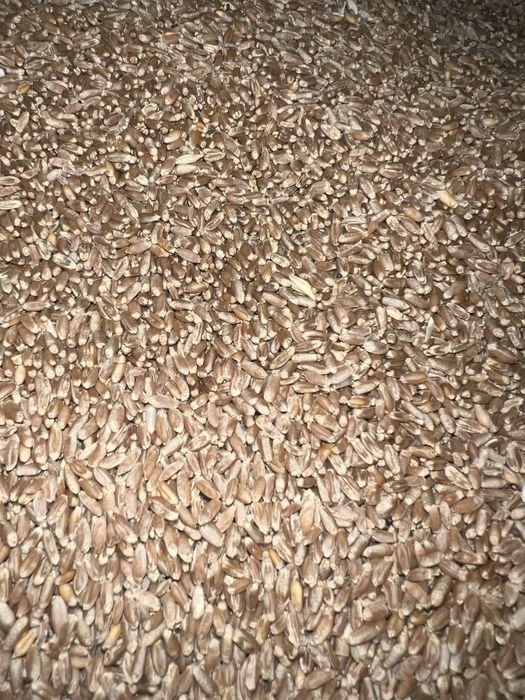 Пшениця на корма