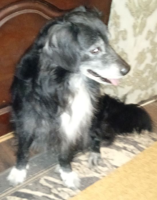 Цуценята невеликої породи,метиси