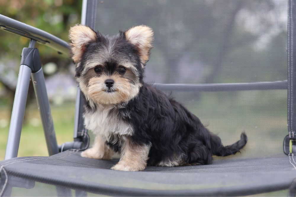 Yorkshire Terrier suczka paszport