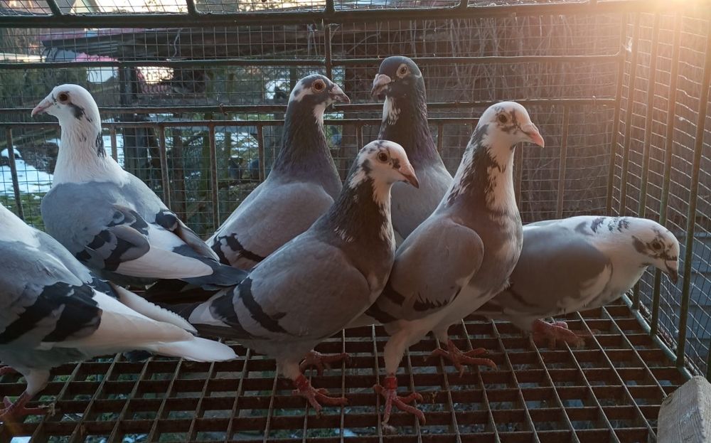 Sprzedam gołębie pocztowe