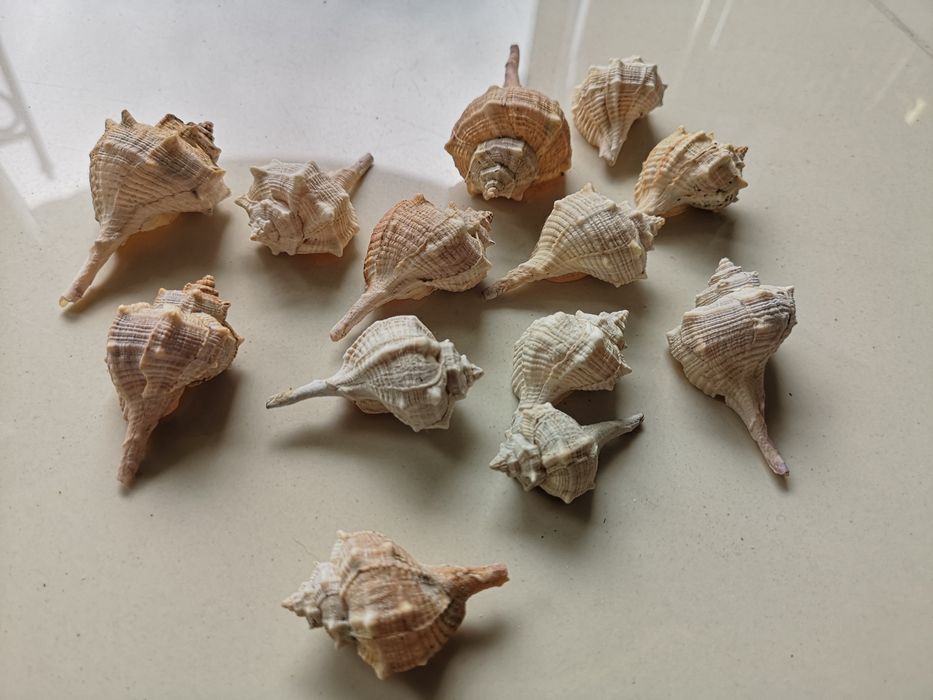 zestaw muszli morskich
