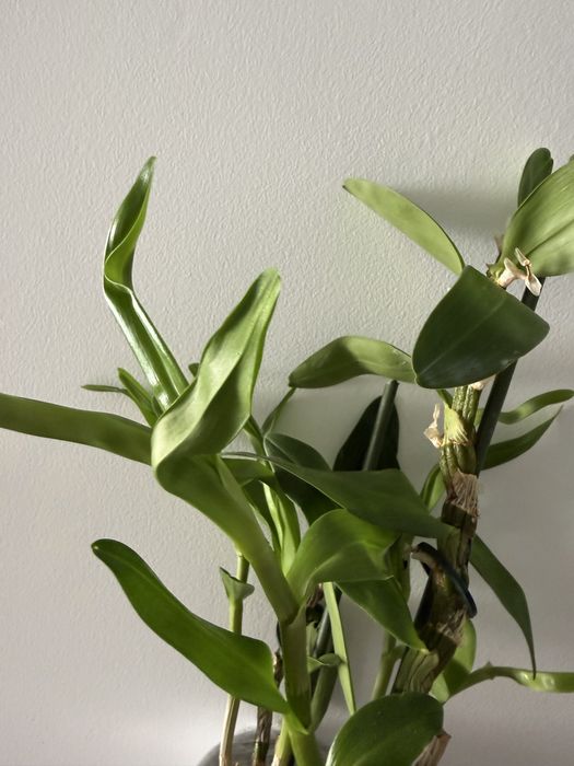 Orquidea Dendrobium nobile sem flor