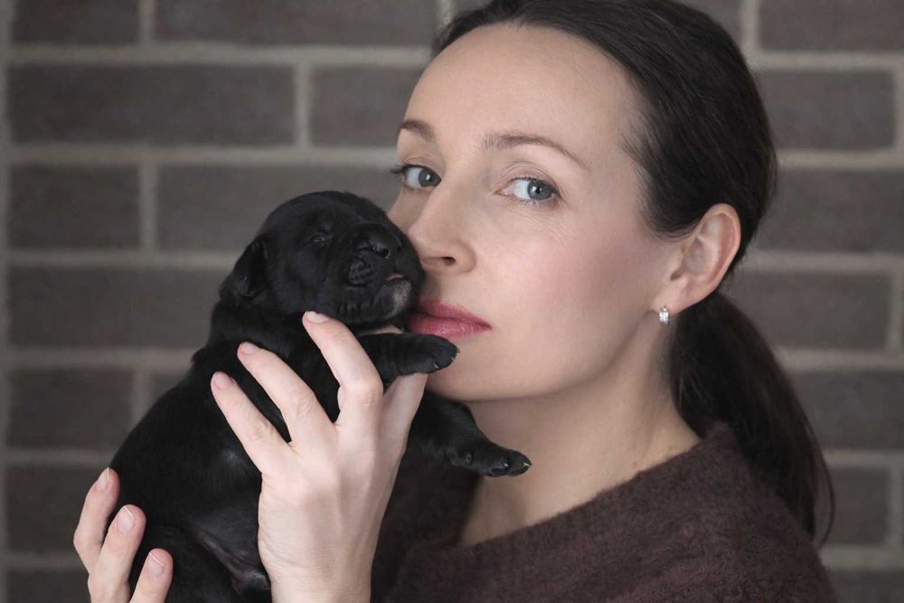 Cane d'Oro Italiano (ZKwP/FCI) - samiec