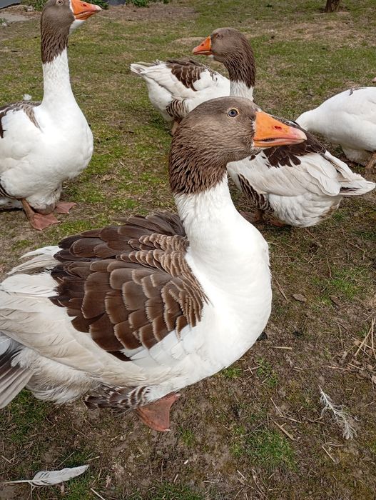 Jaja lęgowe gęsi kartuskiej
