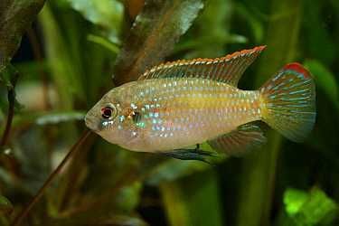 Barwniak Thomasa - Anomalochromis thomasi - dowozimy, wysyłamy