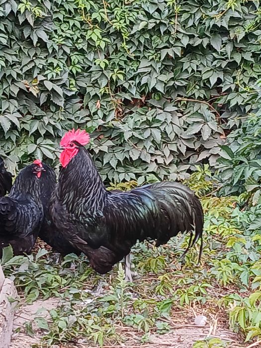 australorp-  jajka, jaja lęgowe