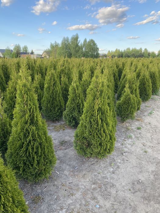 Tuja Szmaragd 150 cm dostepne różne wysokości - Nasielsk