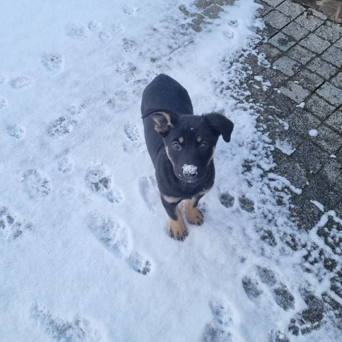 Собачки (2 місяці) в добрі руки