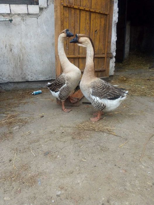 Gąsior sprzedam lub zamienię na gęś