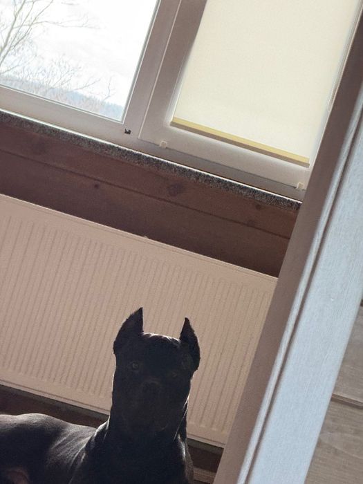 Пітбуль для вязки шукає наречену