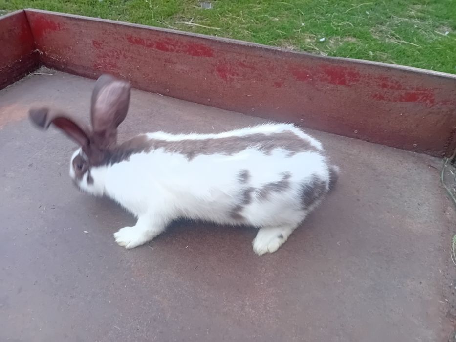 Srokacze  Hawana 5 miesięczne